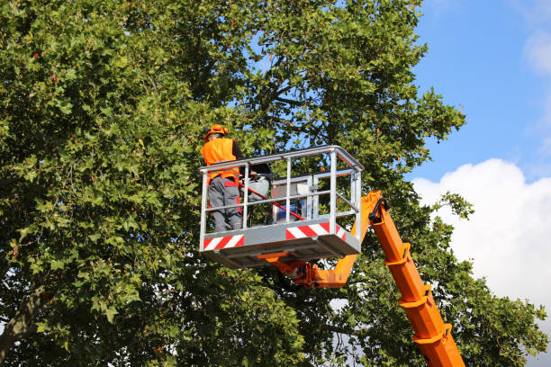 Leaf Removal in Roslyn Heights, NY