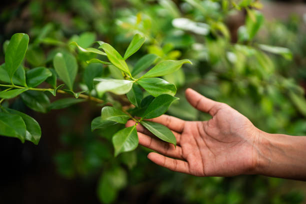 Trusted Roslyn Heights, NY Tree Removal Experts